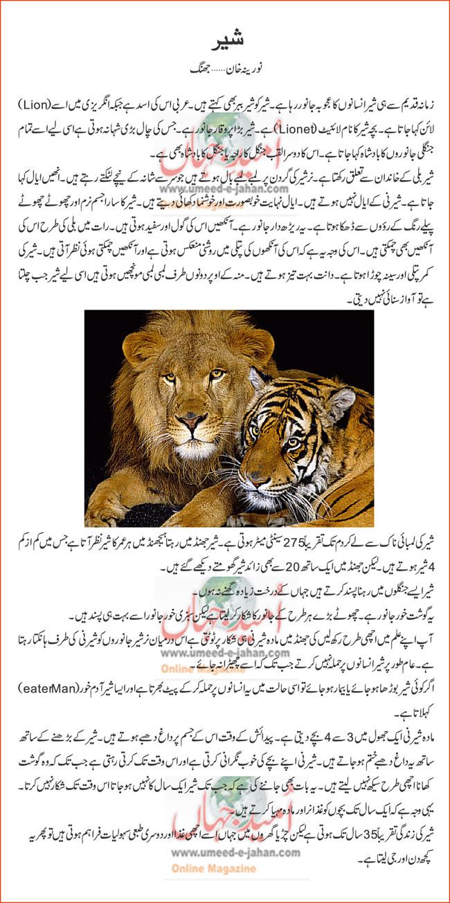 lion details in urdu