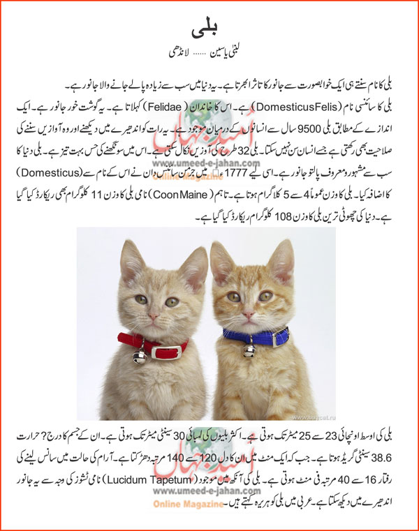 Cat Information In Urdu