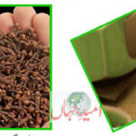 Cloves benefits In Urdu