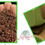 Cloves benefits In Urdu